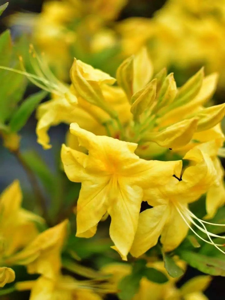 Azalia pontyjska - PACHNĄCA!! p.3l