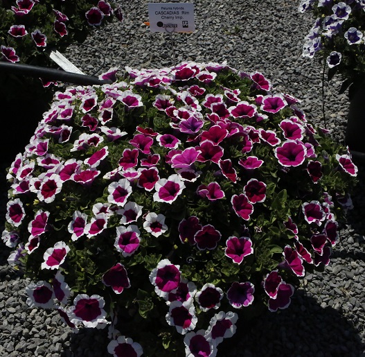 Petunia Cascadias Rim Cherry ZWISAJĄCA.