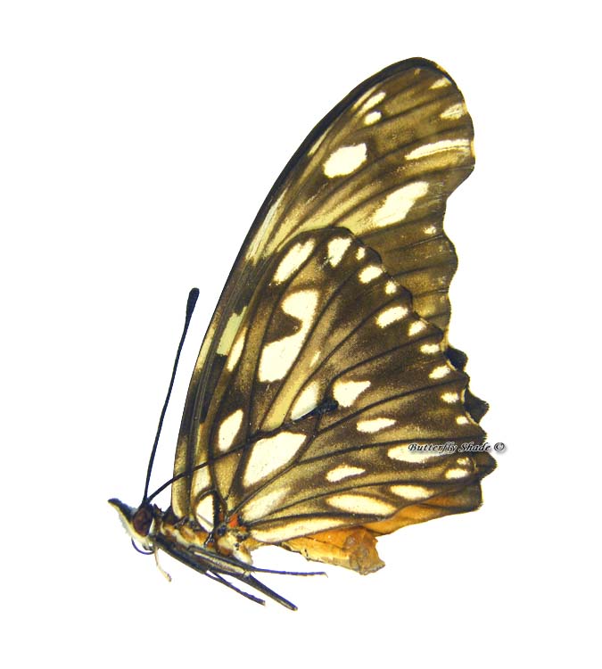 Niepreparowany motyl - Dione juno juno, samiec