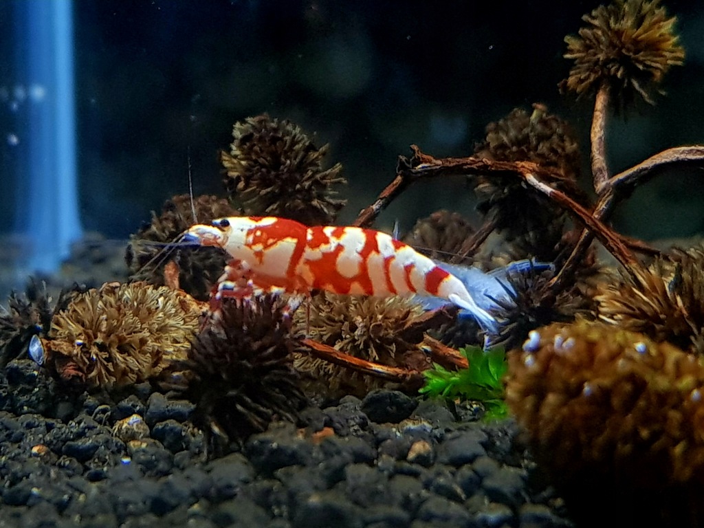 Krewetki Red Fancy tiger 10 szt !