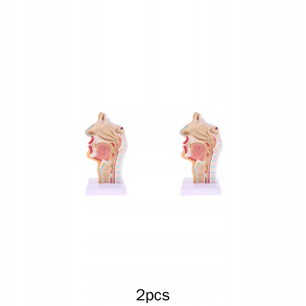 2x 1 ludzki nosowy model krtaniowo-gardłowy (z