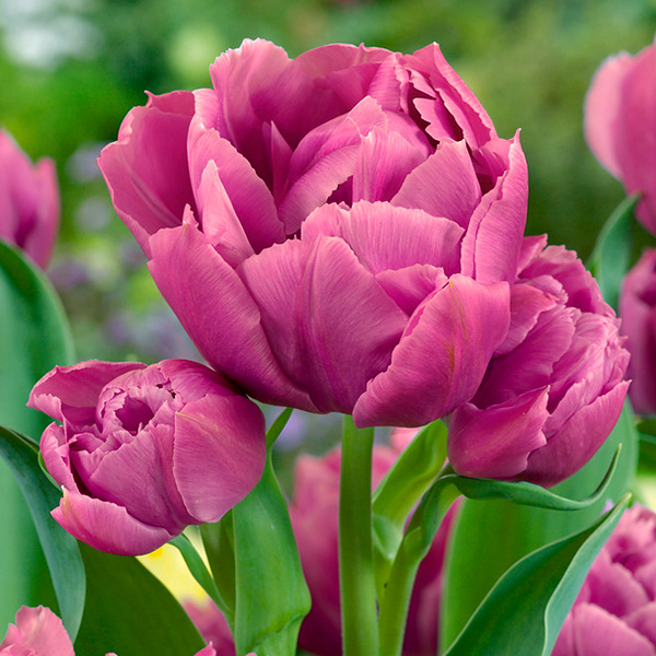 Tulipan Pełny Double Price cebulki tulipany 3 szt