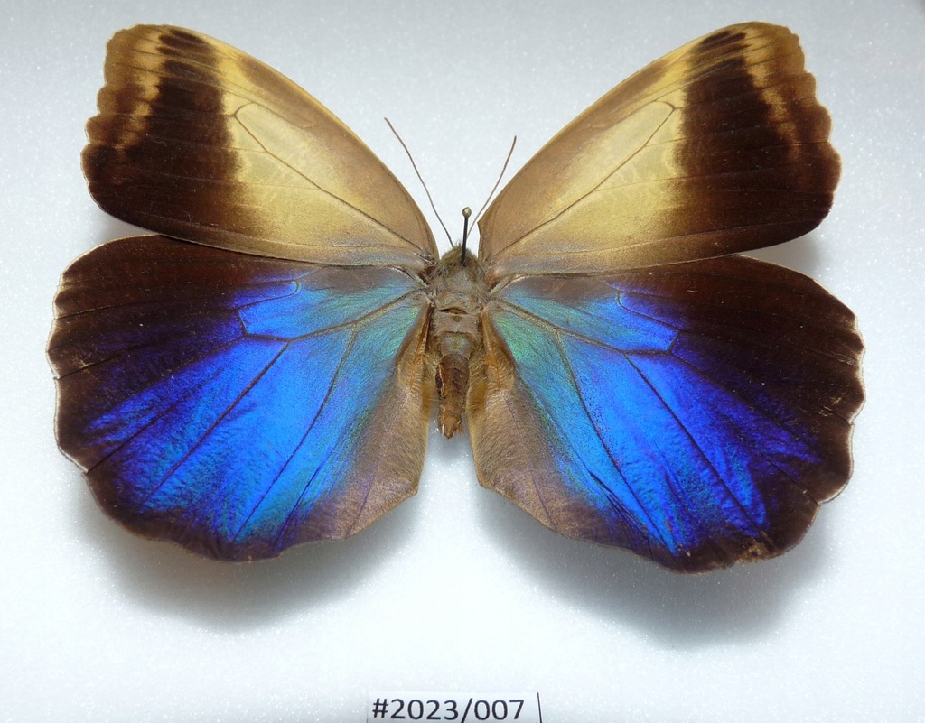 Motyl Caligo oedipus samiec 110mm .