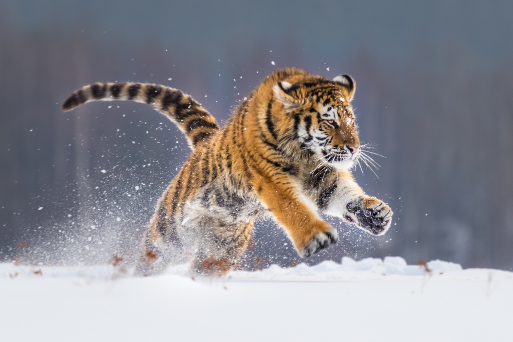 Fototapeta dzikie koty, tygrysy, szczeniaki