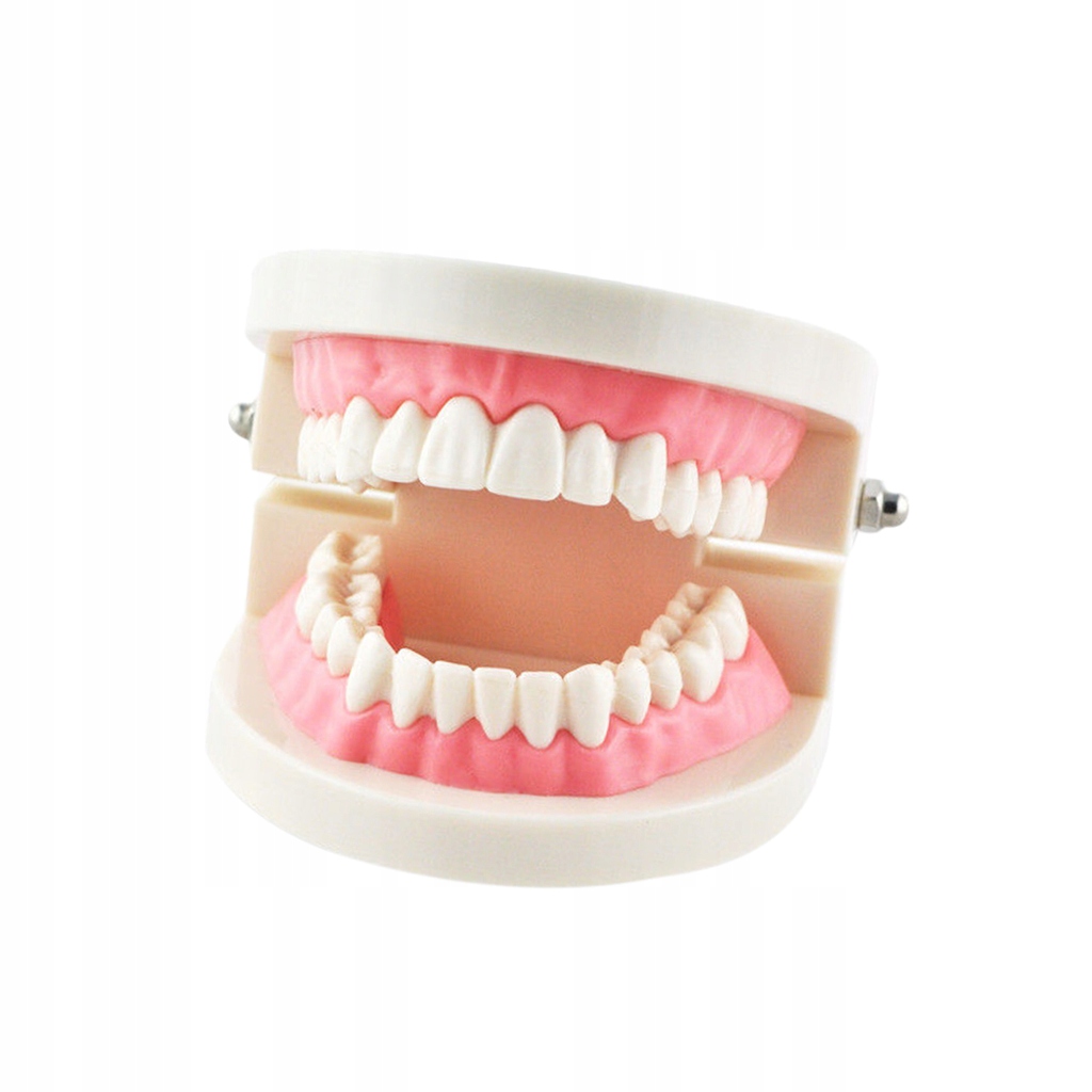 1 x Model zębów dentystycznych