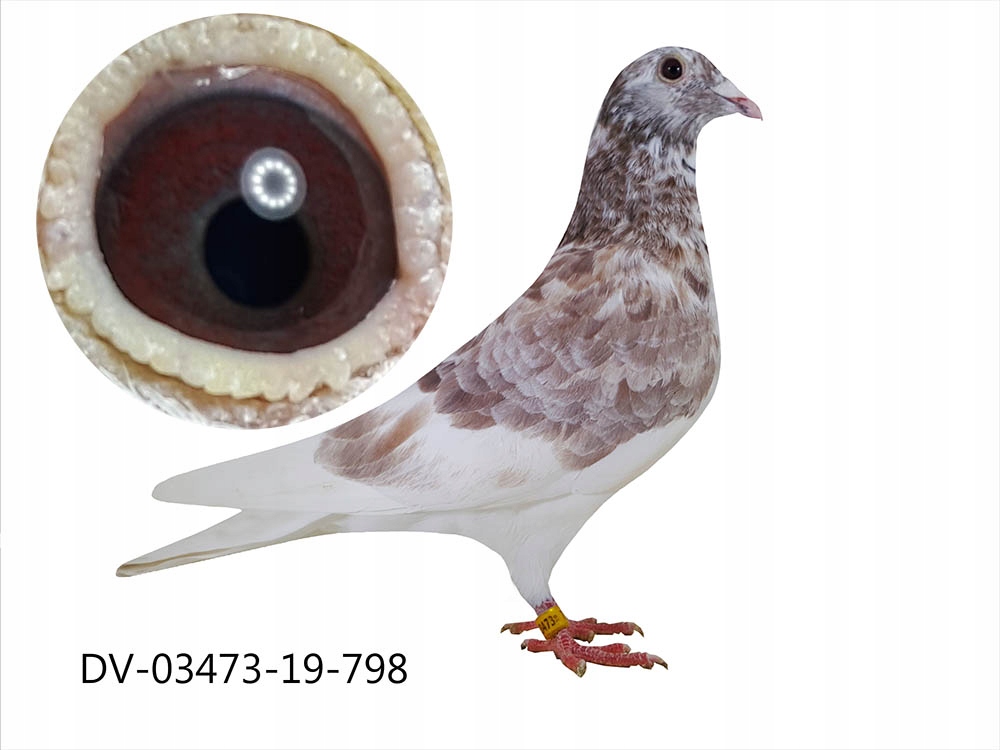 Купить Почтовые голуби из Германии DV-2019 Super Material: отзывы, фото, характеристики в интерне-магазине Aredi.ru