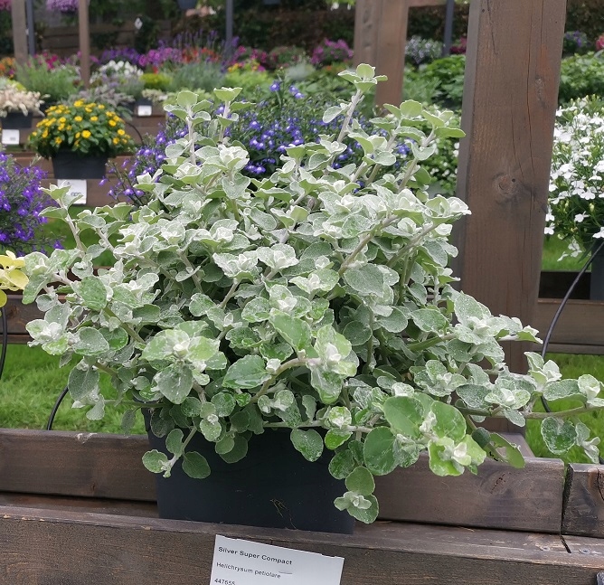 Kocanka SREBRNA Helichrysum petiolare Silver ZWISAJĄCA