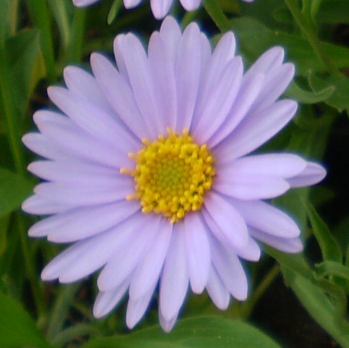 Aster tongolskI - aster tongolensis