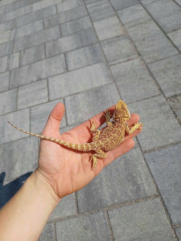 Agama brodata CITRUS x RED samczyk