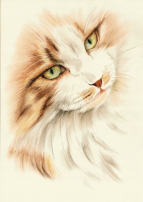 KOT kotek koty kotki Rysunek obraz na prezent - A4