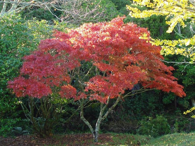 Купить Клен горшечный Phoenix Acer Palmatum Cameleon: отзывы, фото, характеристики в интерне-магазине Aredi.ru