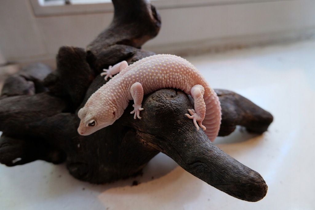 Купить Leopard Gecko — Ящерица для начинающих: отзывы, фото, характеристики в интерне-магазине Aredi.ru