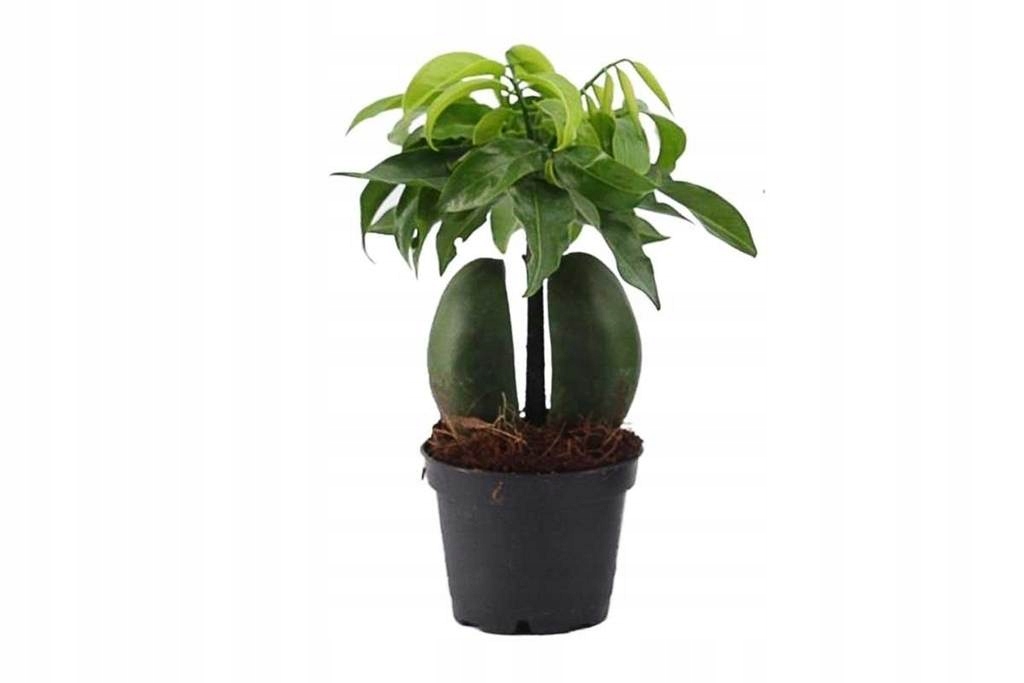 Kasztanowiec australijski LAS W SŁOIKU, SZKLE 12cm
