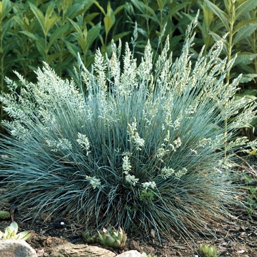 TRAWA KOSTRZEWA SREBRNA popiel zimozielona niebies