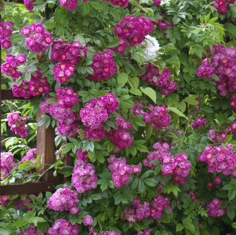 Róża pnąca - Perennial Blue