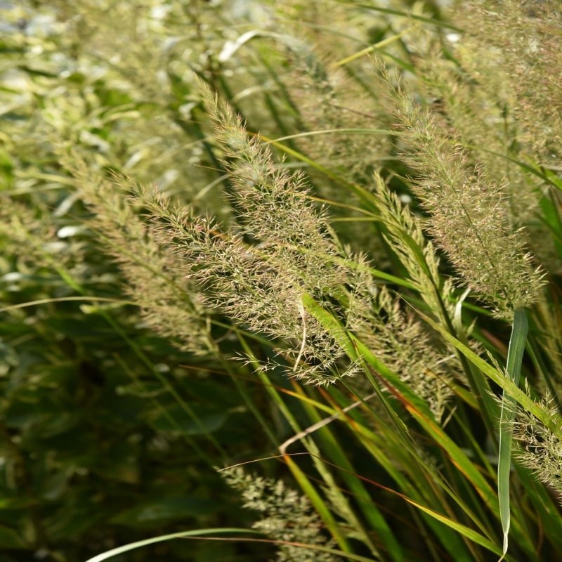 Śmiałek darniowy Palava - Deschampsia ceaspitosa