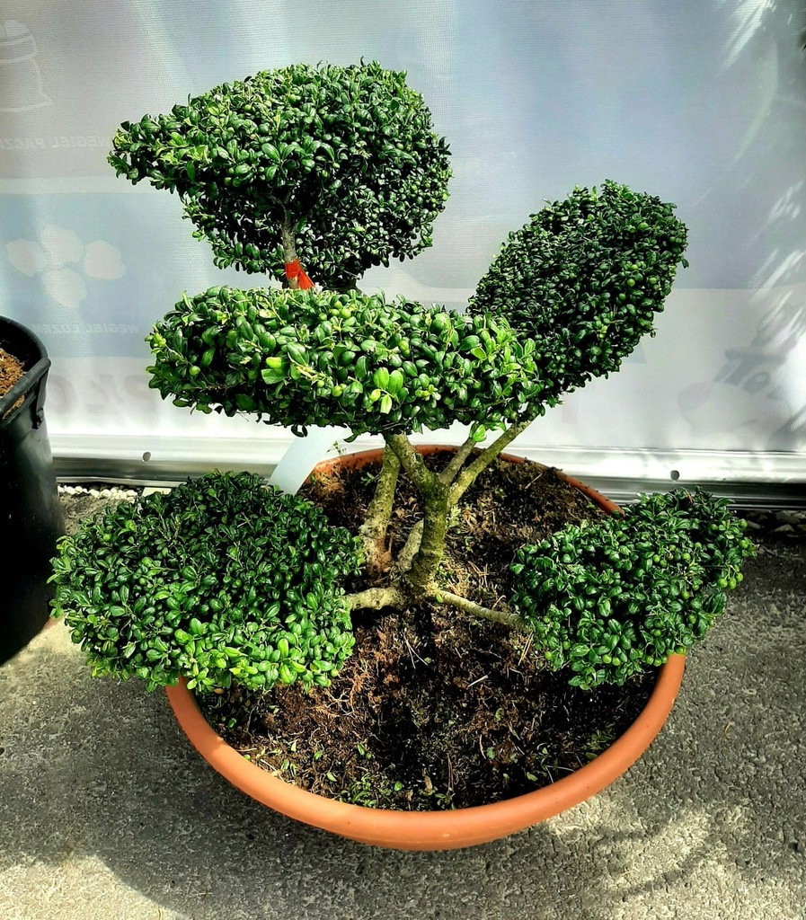 Ostrokrzew ilex karbowanolistny krzewy Bonsai