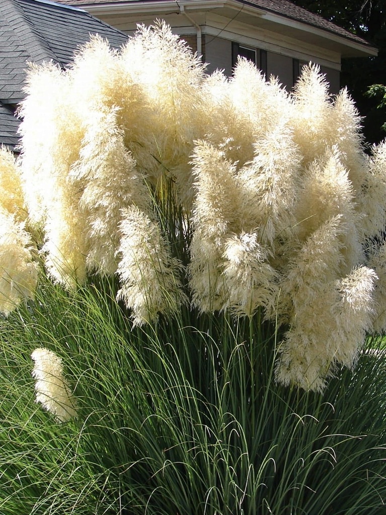 Trawa pampasowa (Cortaderia seloana ) C2