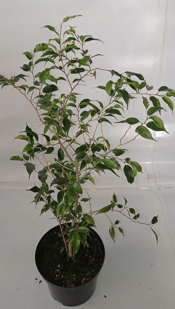 FICUS ELDORADO