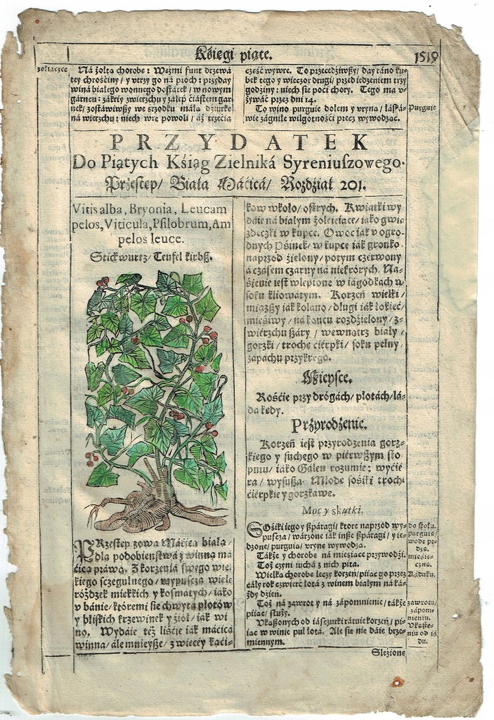 ZIELNIK SZYMONA SYRENIUSZA 1613 f.