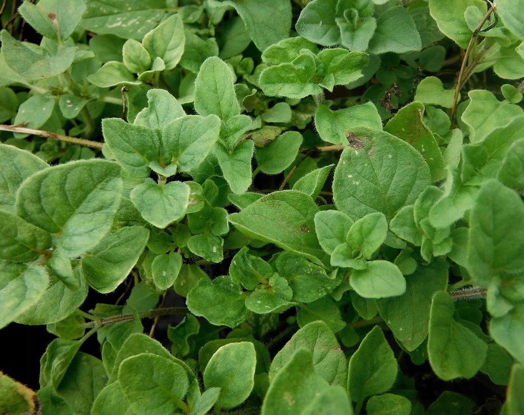 OREGANO SYBERYJSKIE ZBIÓR AŻ DO ZIMY PRODUCENT