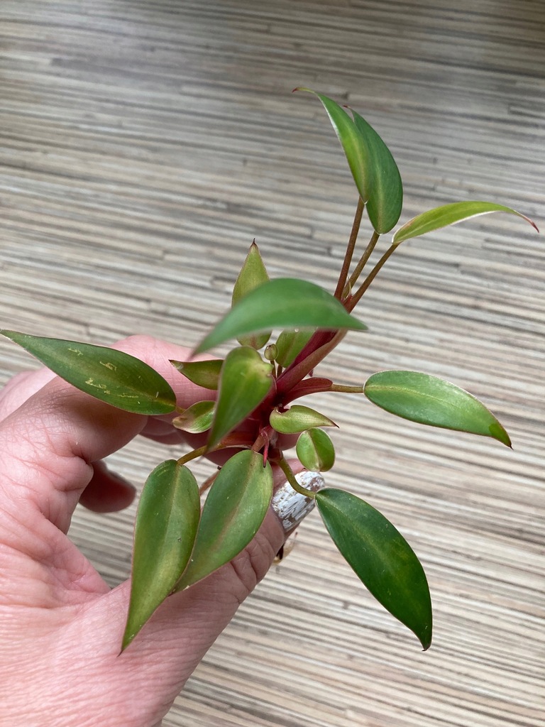 Philodendron Pincushionminiatura 13643320913 oficjalne archiwum