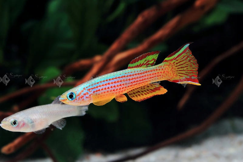 Proporczykowiec czerwonopręgi Aphyosemion