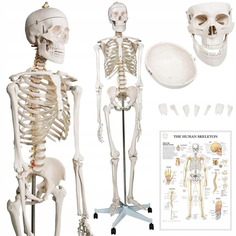 Szkielet anatomii człowieka