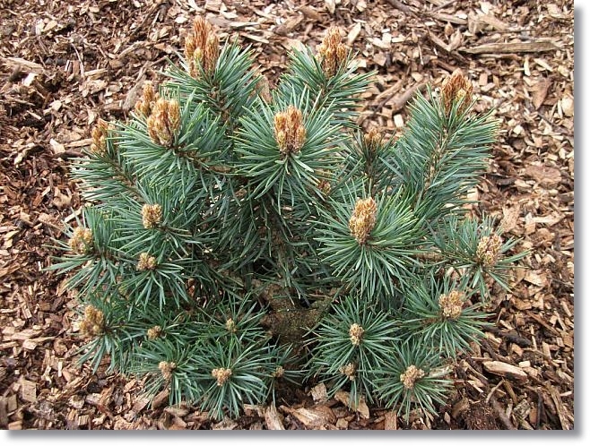 винзили сосновый бор зимой фото. сосны 2023. парк сосенки. сосна меняет иголки. деревья удмуртии.