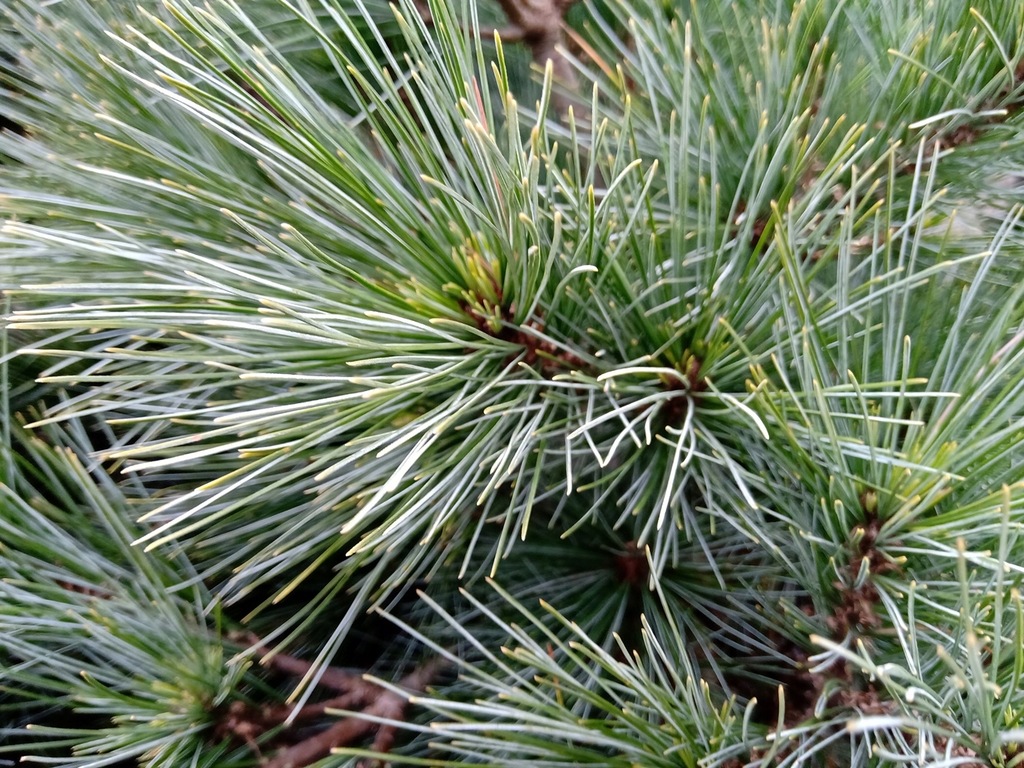 Sosna wejmutka Radiata Pinus strobus miniaturka