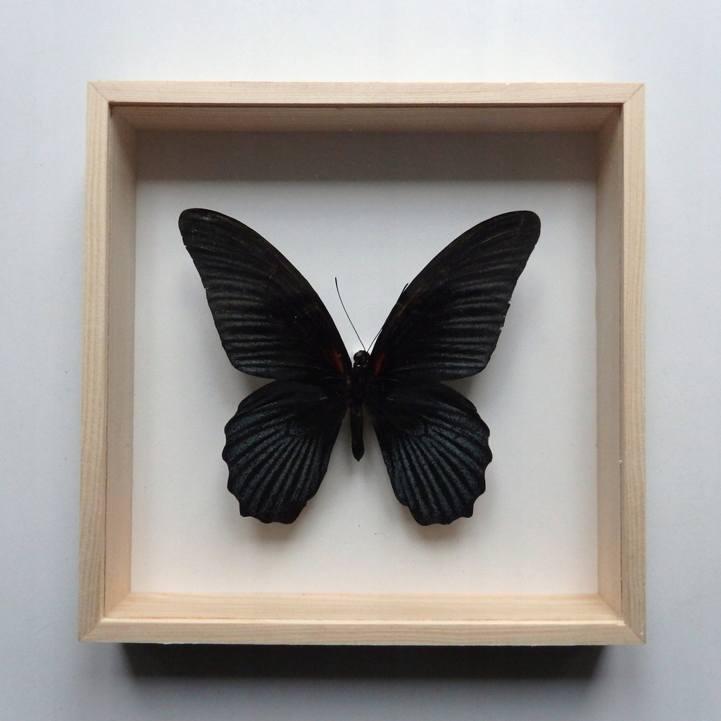 Motyl w gablotce 16x16 Papilio memnon