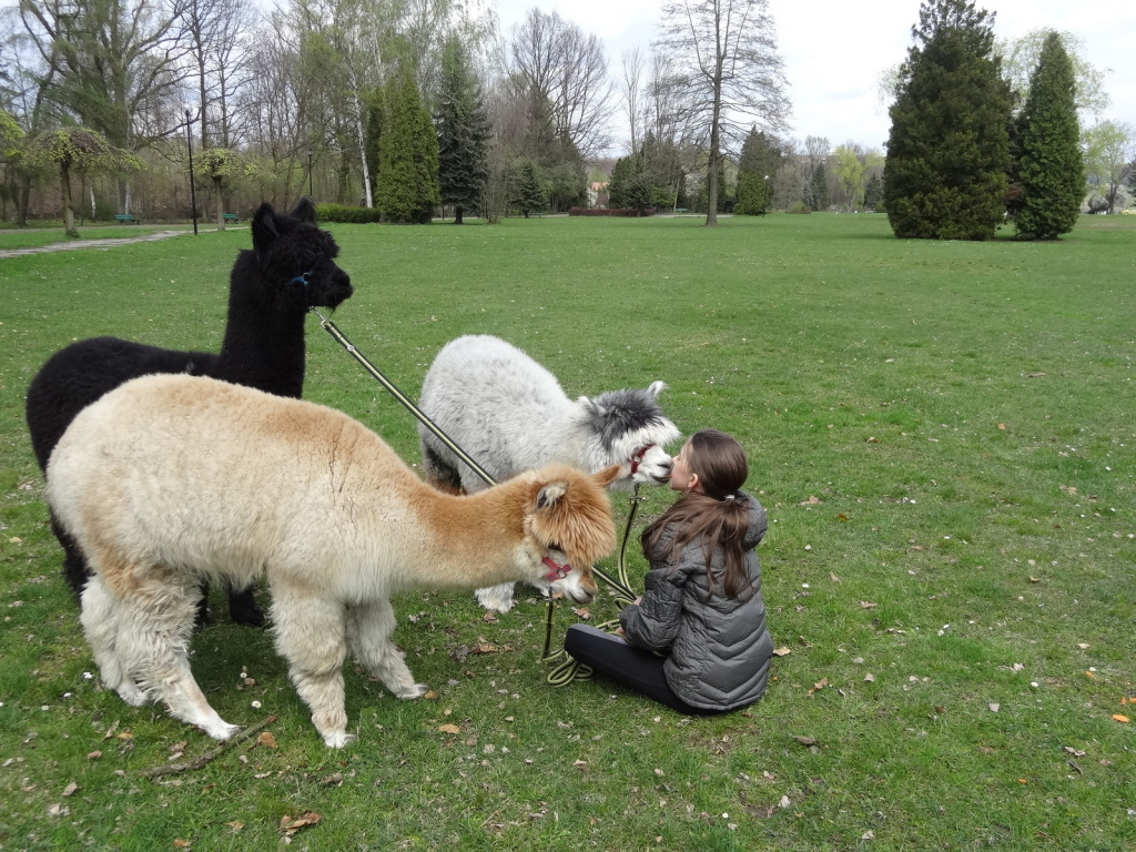 Spacer z Alpakami 2133268793 oficjalne archiwum Allegro