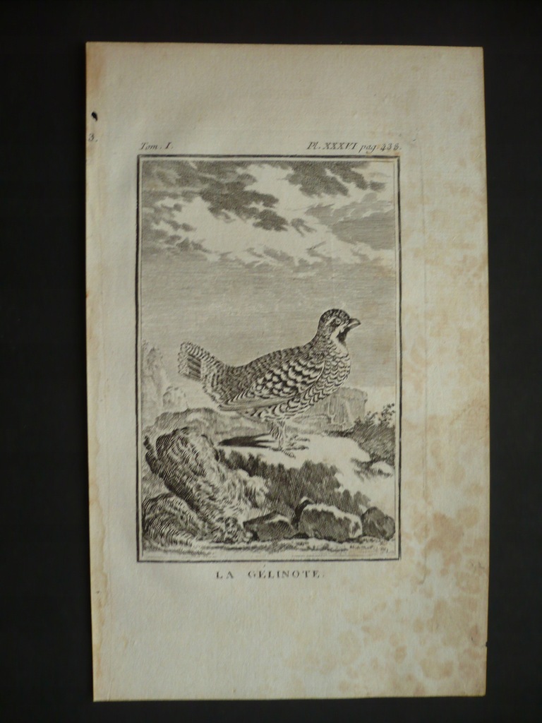 gelinotka pstra, oryg. 1772