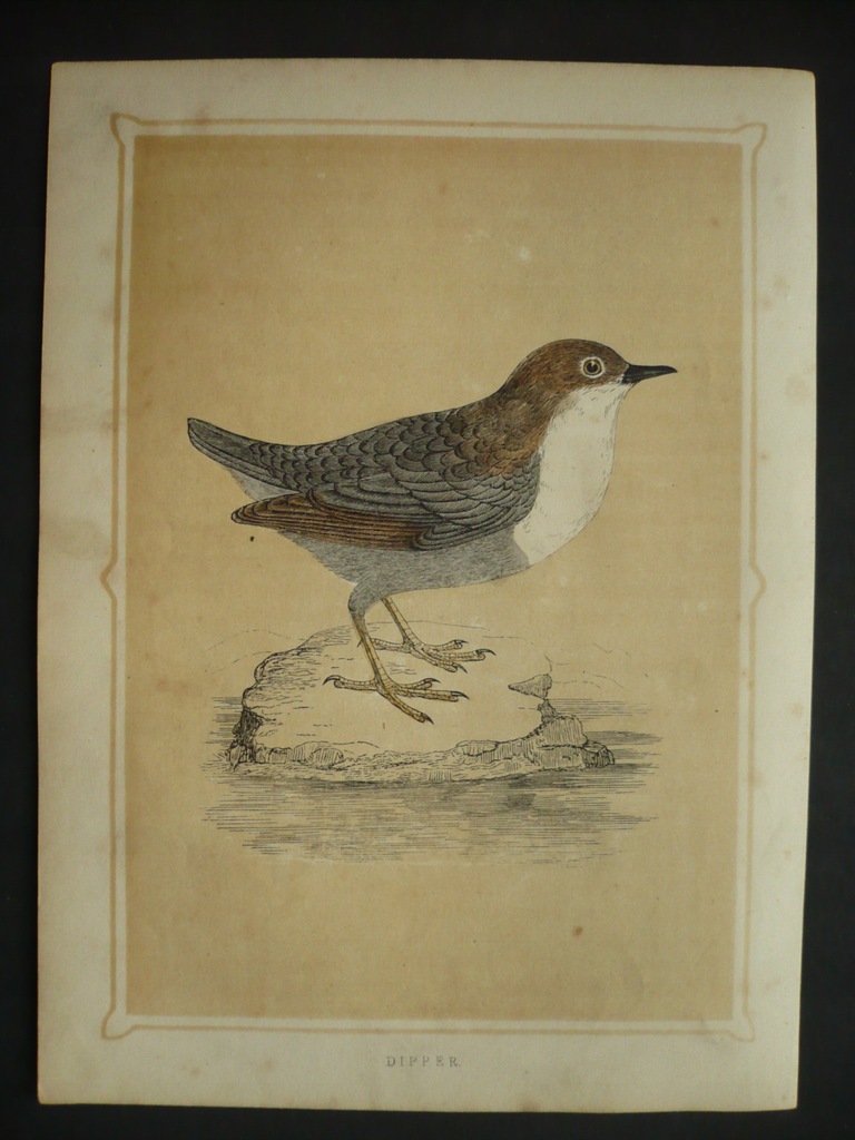 ptak pluszcz zwyczajny, oryg. 1852 + akwarela