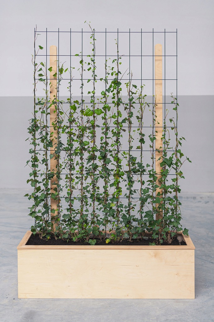 Panel bluszczu w donicy drewnianej HIT! 12103971249 oficjalne