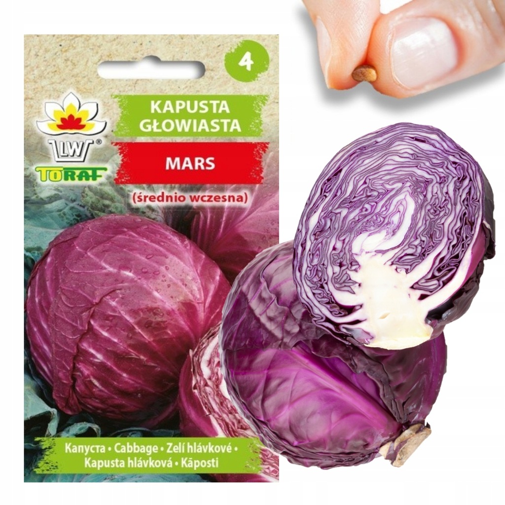 W1086 KAPUSTA NASIONA KAPUSTY GŁOWIASTA CZERWONA MARS ŚREDNIOWCZESNA DO SUR