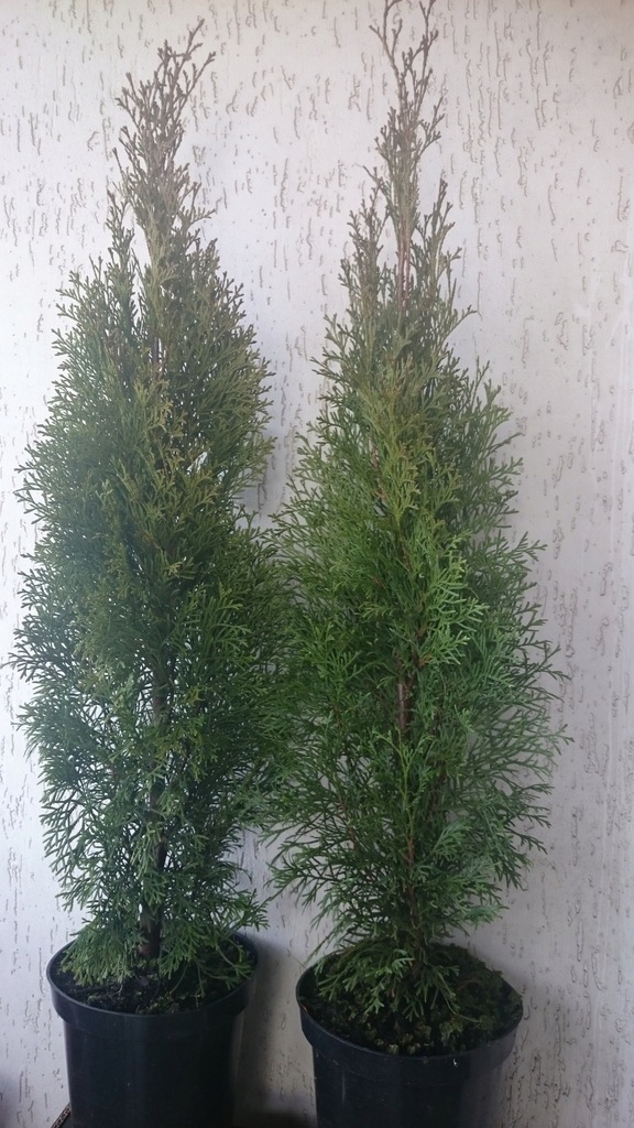 Thuja Tuja Szmaragd 80-90cm 7zł Poznań/Pleszew