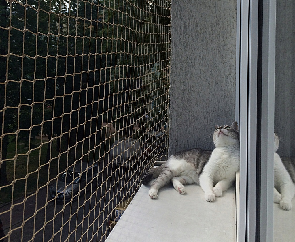 SIATKA DLA KOTA NA BALKON MONTAŻ SIATKI DLA KOTÓW