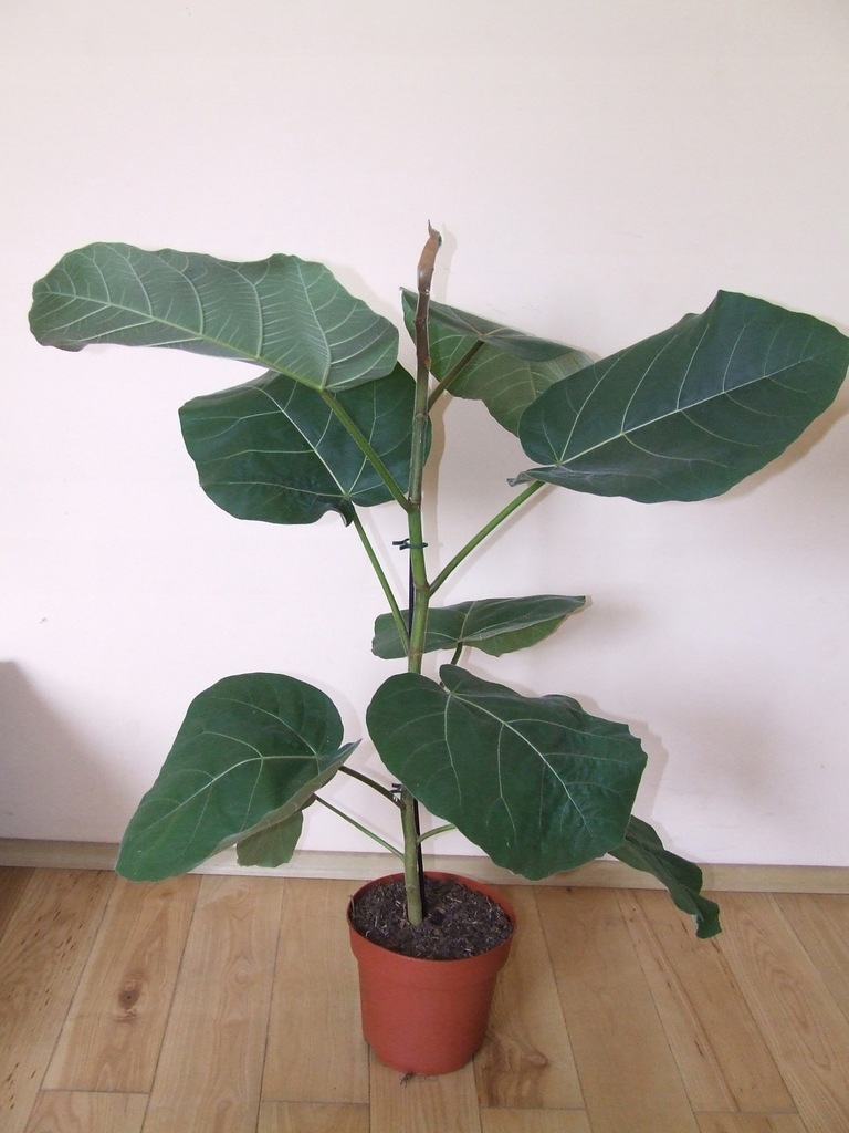 FIKUS FICUS AURICULATA EVEREST 100 cm RARYTAS