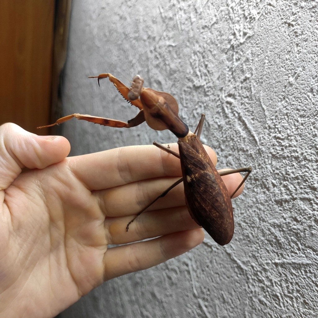 HIT MODLISZKA tarczowa z Papui Tamolanica tamolana 12066724252