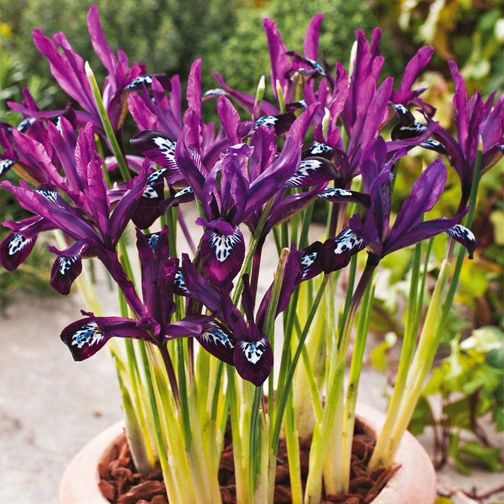 Iris Reticulata Żyłkowany Pauline 10 szt Irysy cebulki Kosaciec