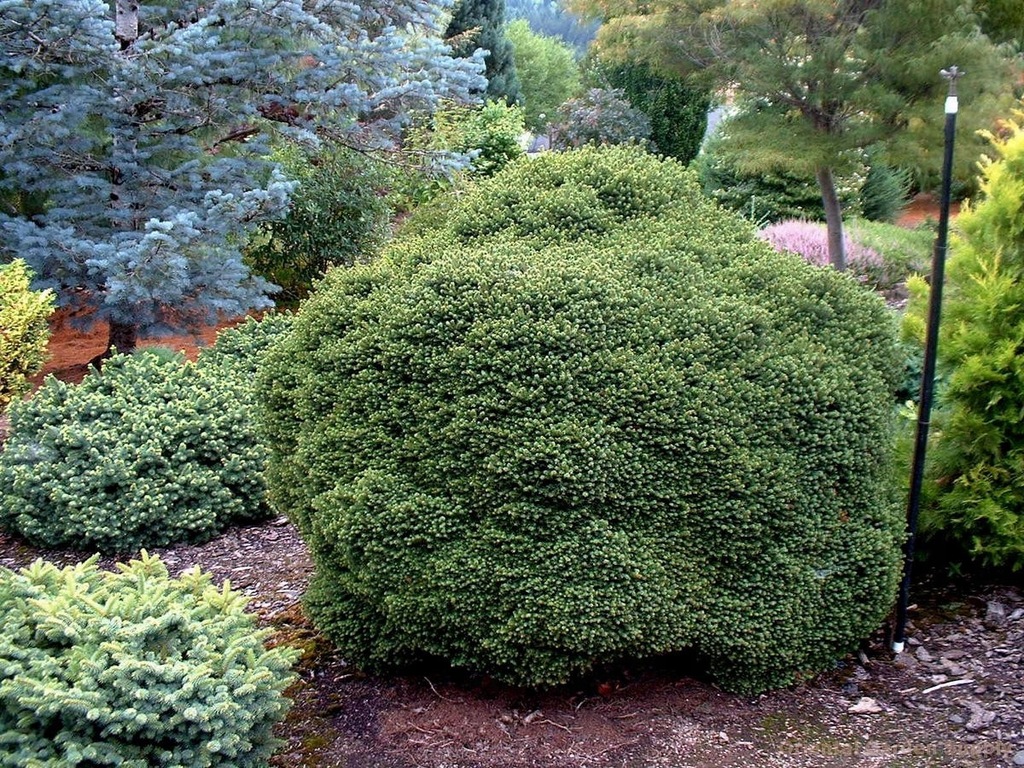 świerk pospolity 'Little Gem' (Picea abies)