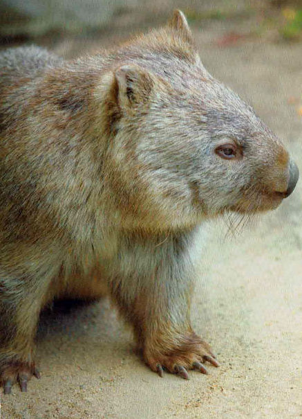 Wyslę pocztówkę z Australii - Wombat