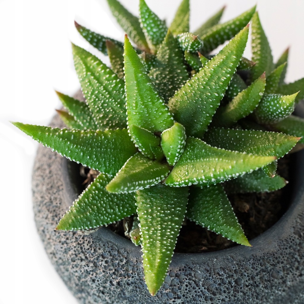 Haworthia attenuata 'Enon' zwarte rozety