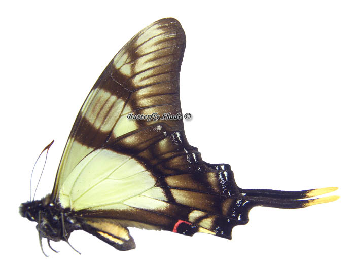 Niepreparowany motyl - Eurytides serville serville