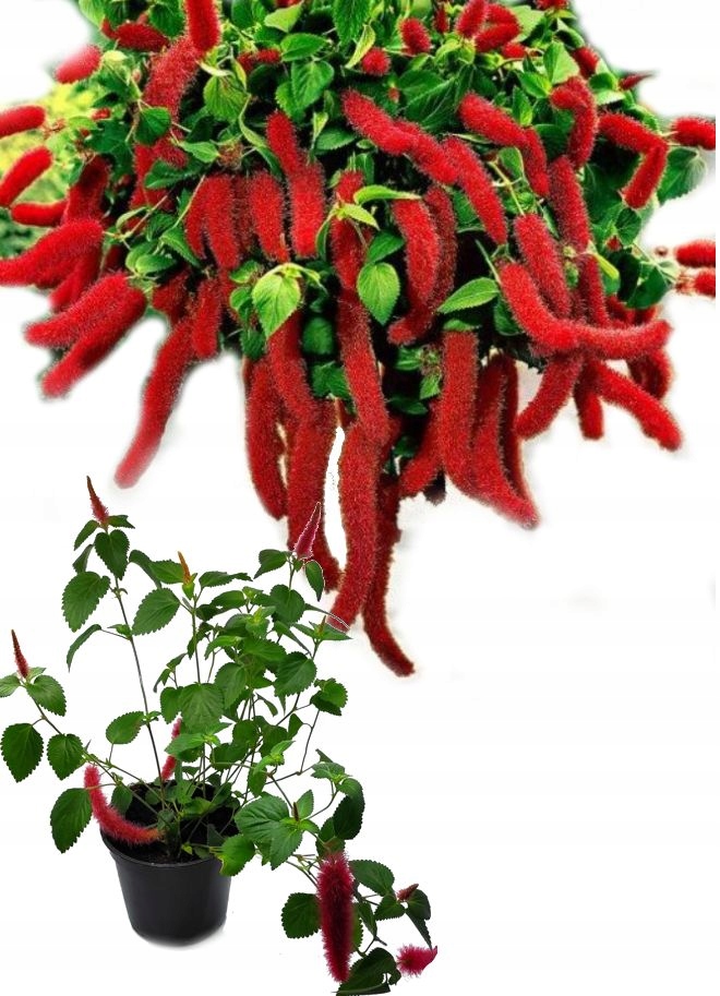 Lisi Ogon Pokrzywiec szorstkowłosy Acalypha NOWOŚĆ