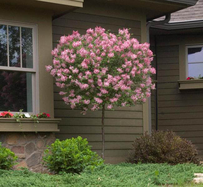 LILAK SUPERBA 140CM NA PNIU