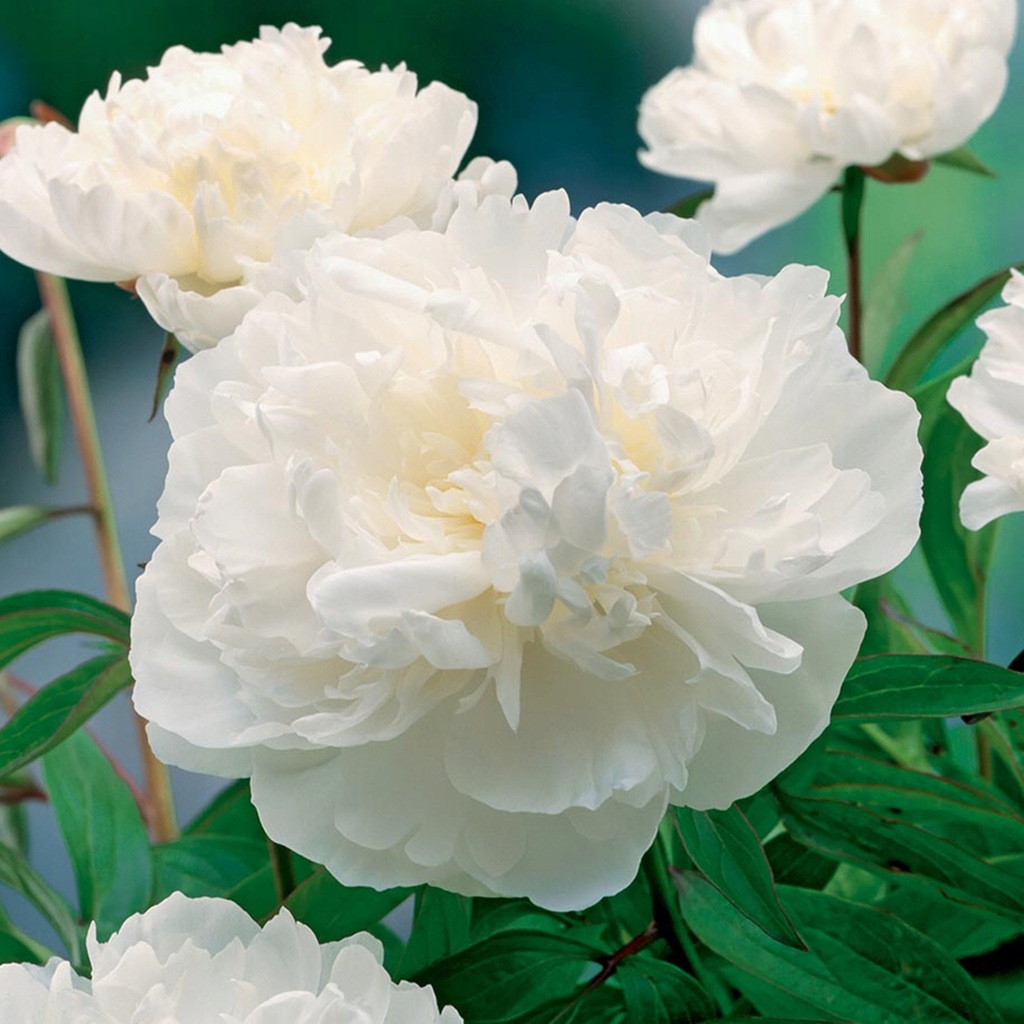 Peonia Piwonia Gardenia 1 szt. Piwonie Sadzonki