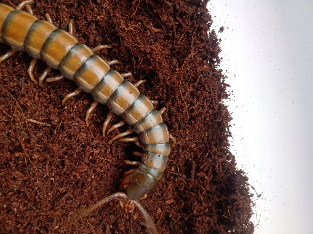 Scolopendra Ethmostigmus trigonopodus Skolopendra