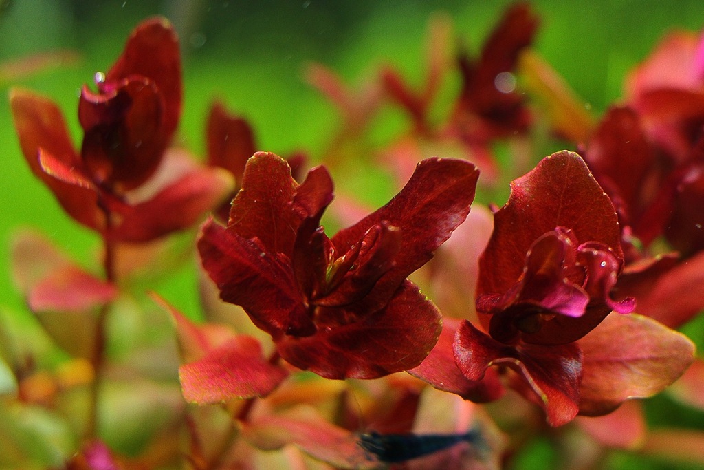 Купить Аквариумные растения Rotala MINI BUTTERFLY, РЕДКИЕ: отзывы, фото, характеристики в интерне-магазине Aredi.ru